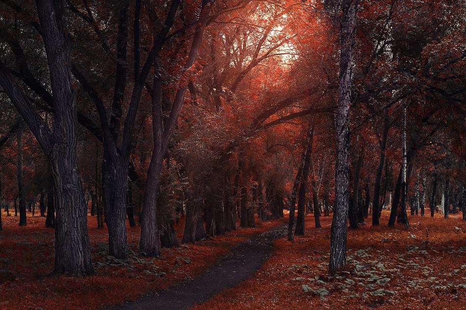 Trees at Autumn