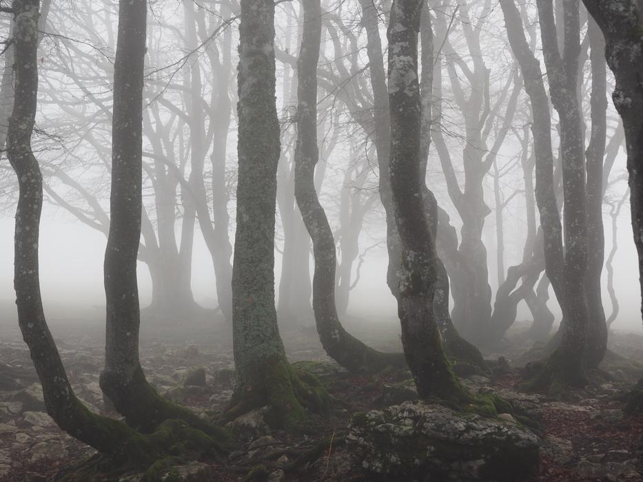 Wood Fog Forest