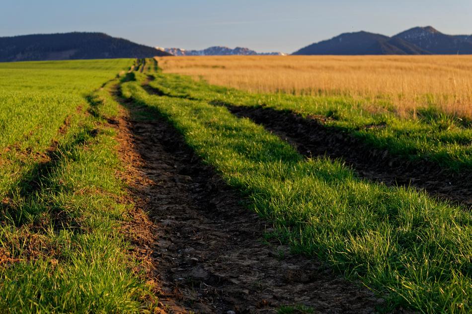 Path through green Field to distant Mountains, slovakia, liptov