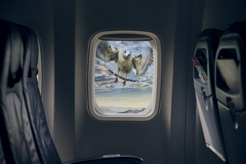 Aircraft and bird