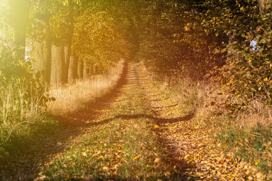 Way Dirt Road