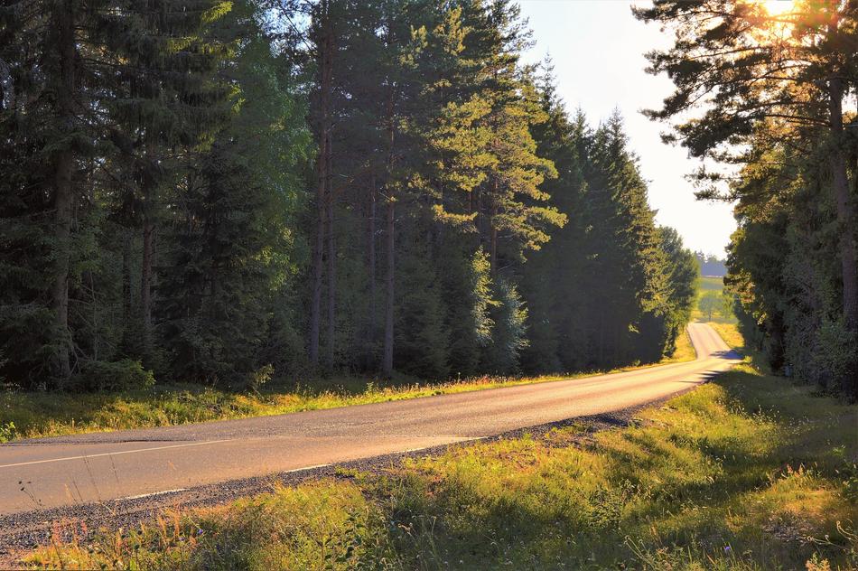 photo of a forest road under the sun in Vaggeryd, Sweden