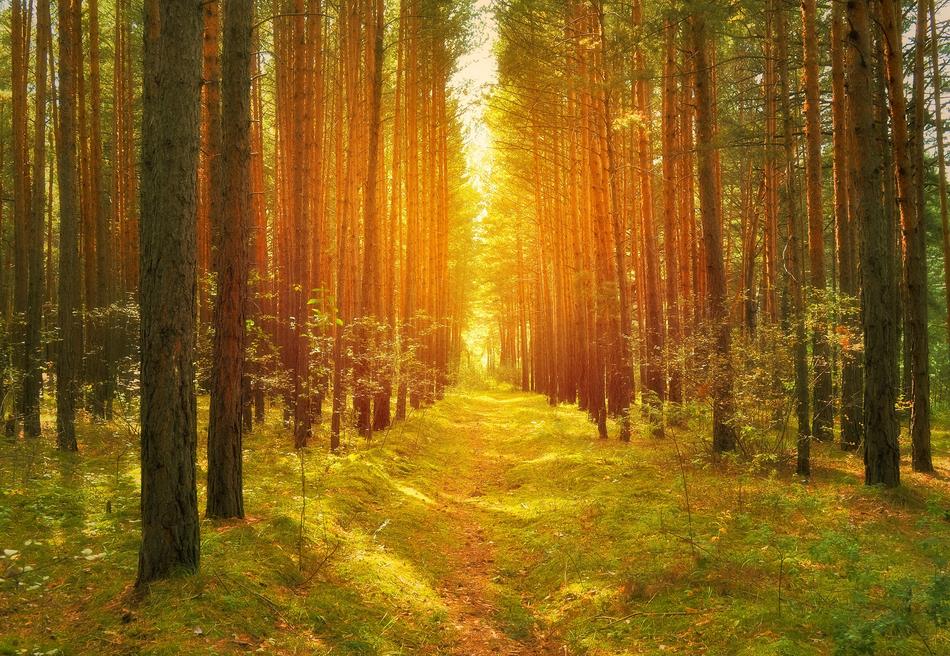 bright light of the sun at the end of the path in the forest