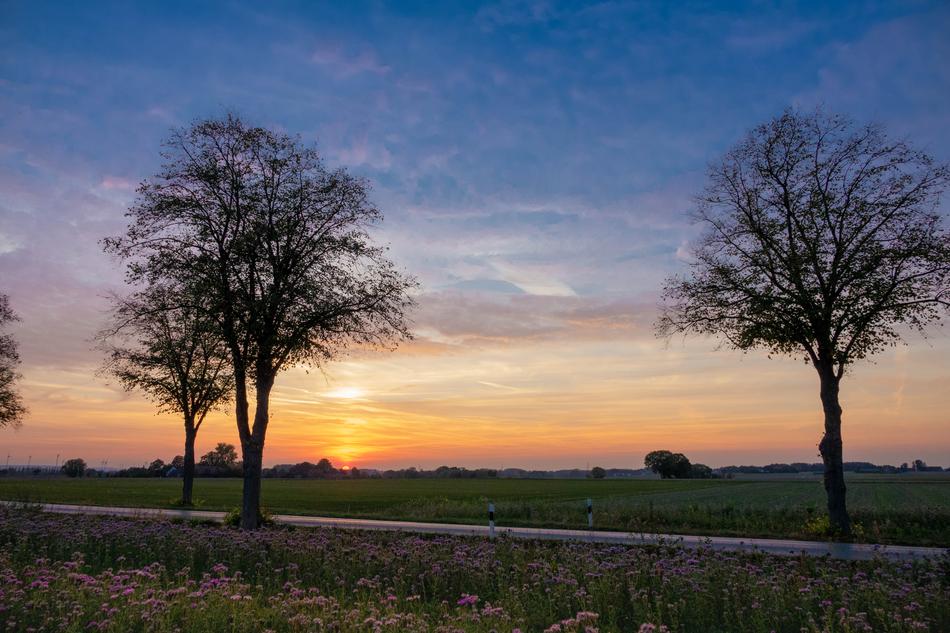 trees near the road during sunset