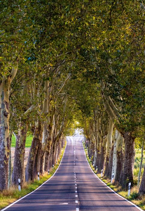 tree lined avenueNature