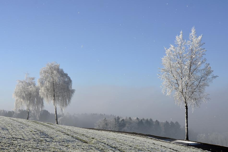 snow Winter Trees