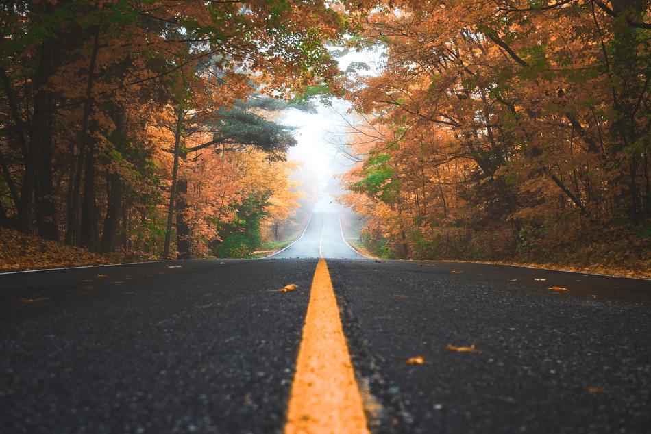 Road Path and Leaves