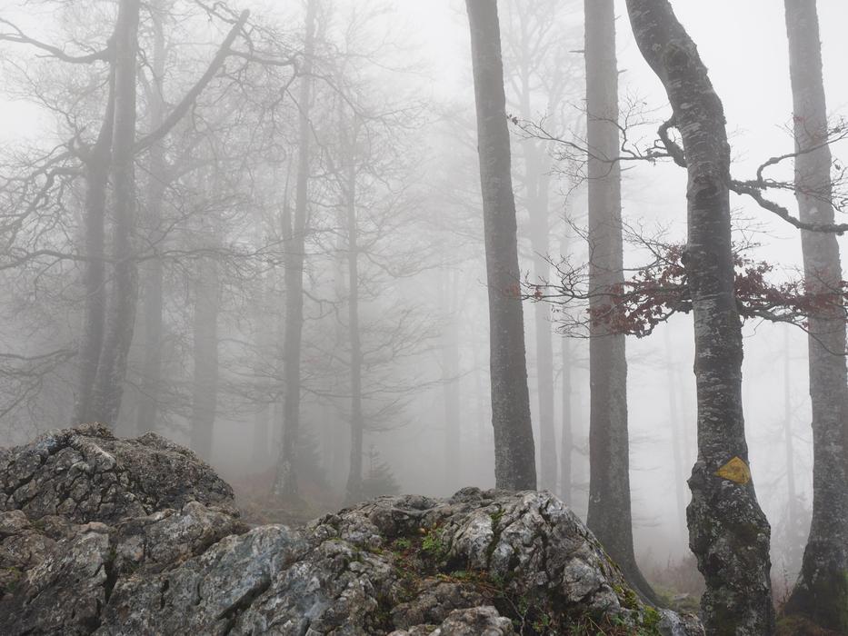 landscape of stones in Foggy Forest