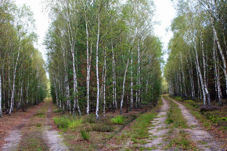 delightful Forest Birch