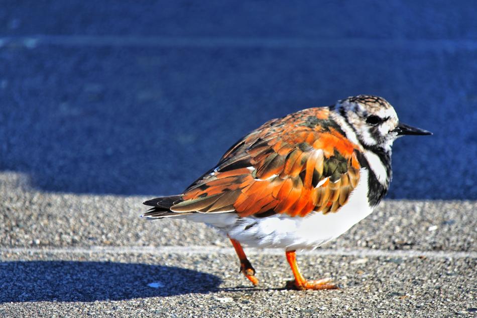 red white Bird