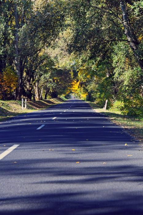 photo of an autumn road