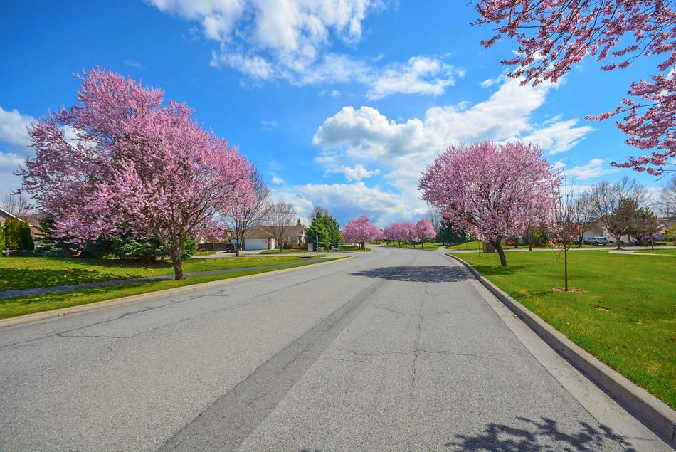Trees near road at Spring Residential