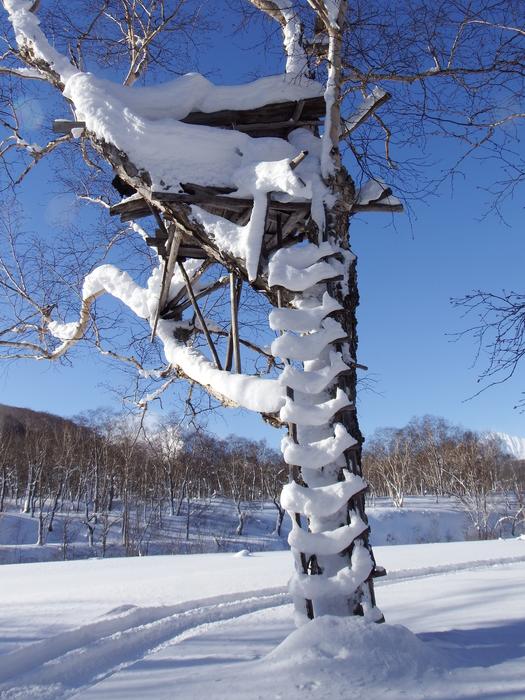 Snowy tree, with the ladder, in the beautiful forest, in the winter