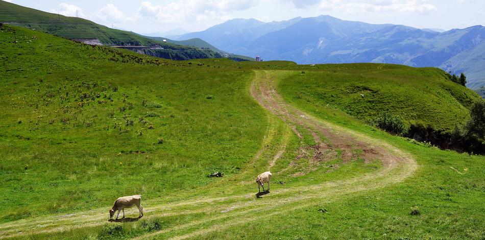 Cattles grazing on the beautiful green fields in Georgia