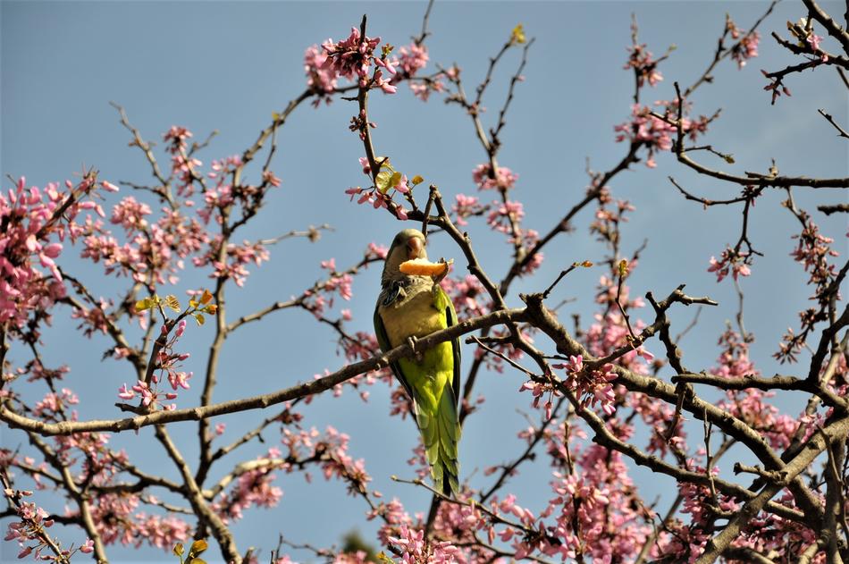 yellow parrot on a flowering tree in spain