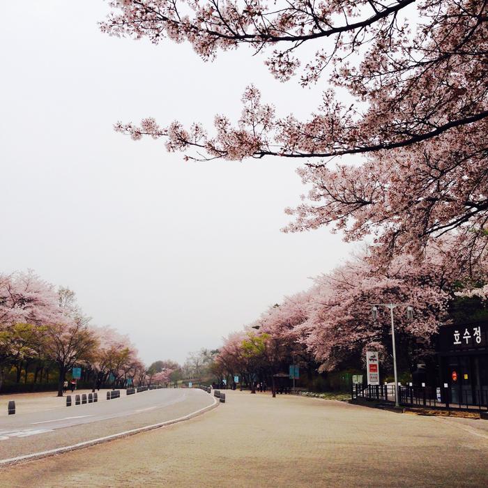 Seoul Land pink trees