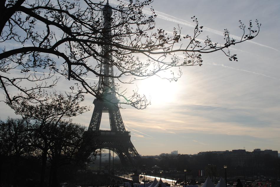 tree branches against the background of the eiffel tower in france