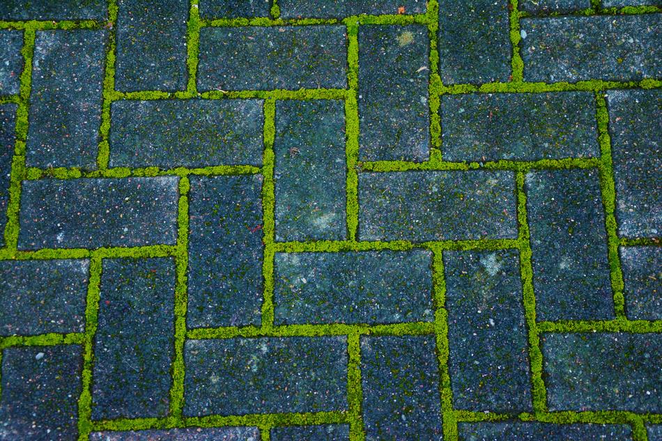green moss among the paving stones