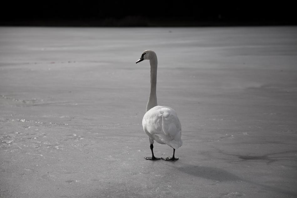 Swan on road