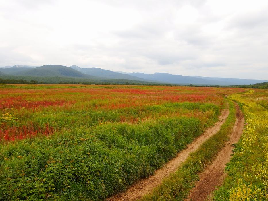 landscape of Autumn Forest Fireweed