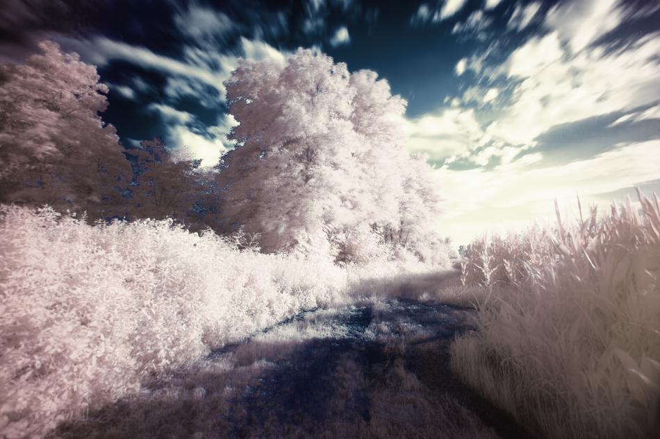 Beautiful path among the pink and white bushes and trees
