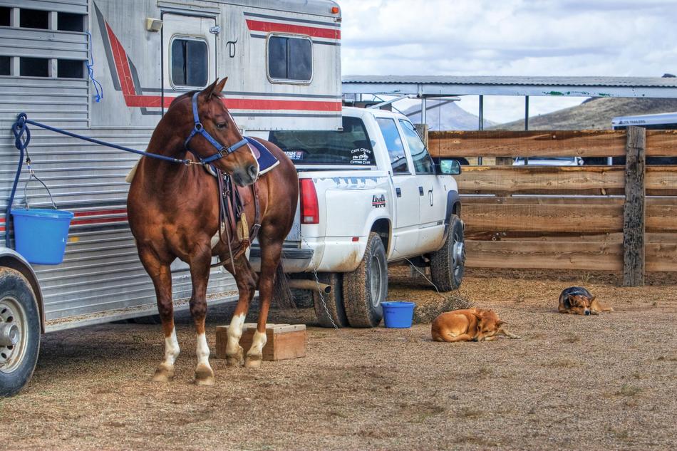 Horse and Dog and motor home