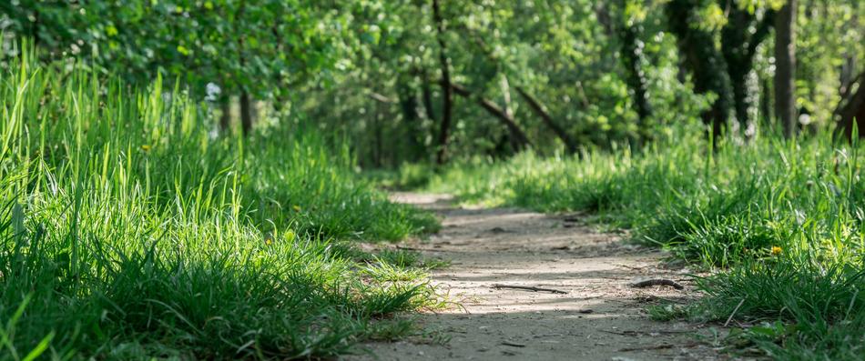 Path and Grass Nature