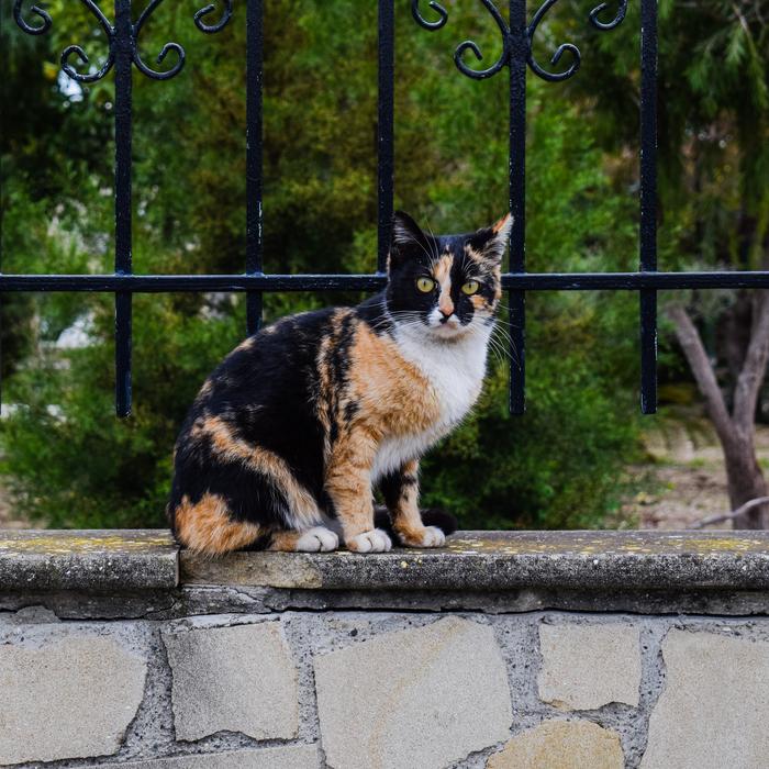 Cat Stray Curious near the fence