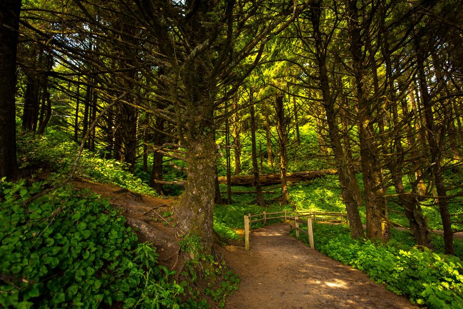 Beautiful landscape of the footpath, among the green plants, in light and shadow, at the beautiful dawn