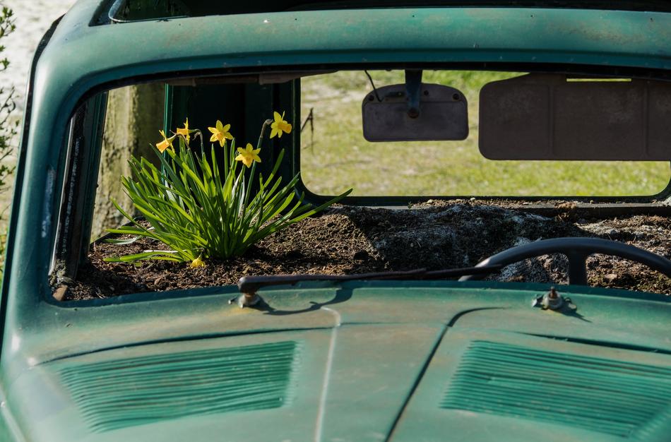 Beautiful, green, retro car with yellow daffodils inside