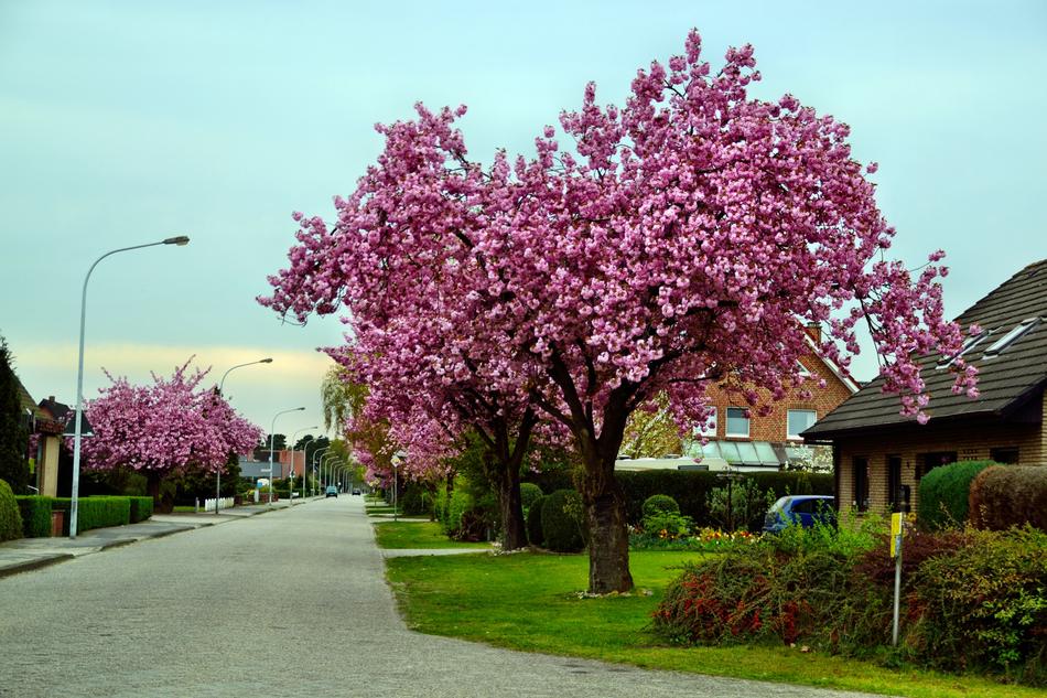blooming cherries as a decoration near the road