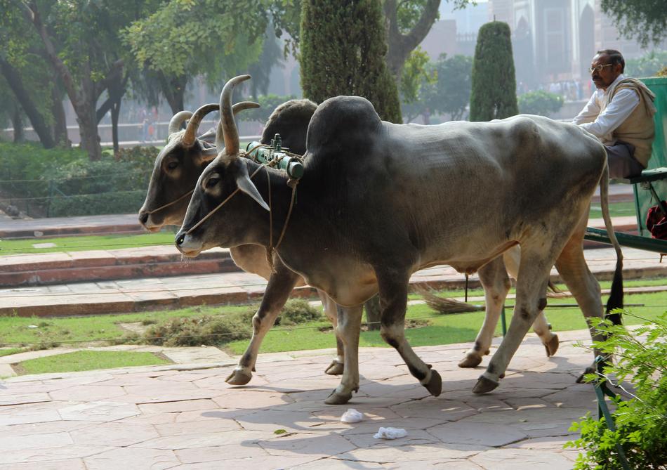 Cute and beautiful bulls and man, among the colorful plants in India