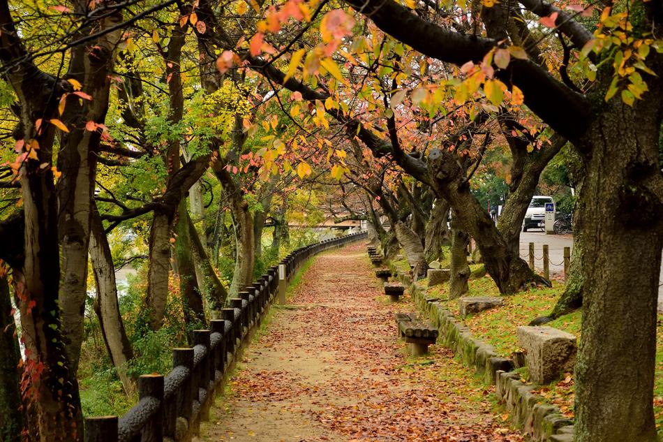 Okayama Red Yellow forest