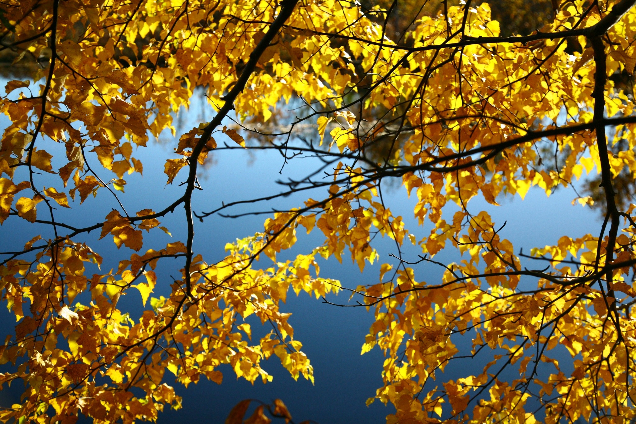 Закат желтый золотой листва опадает