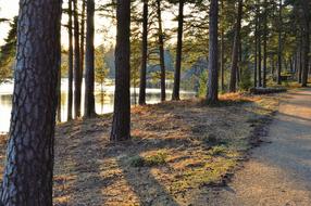 forest Sweden sun
