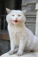 white street Cat