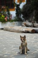 Beautiful and colorful, cute kitten on the pavement on Karpathos in Greece