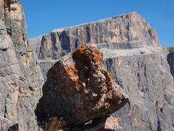 lichen on the rock