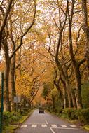 Autumn Forest road