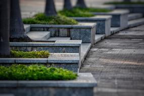 Stone Pavement and trees