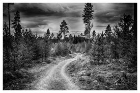 monochrome photo of Forest Road Thread