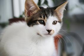 Cat white red black Portrait