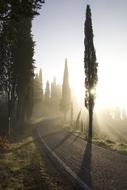 Cypress Road Fog trees