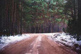 Dirt Road through the forest