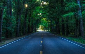 Beautiful road in shadow of the beautiful green trees