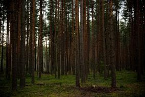 landscape of Forest Woods Trees