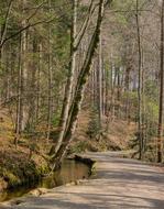 landscape of Nature Forest trees