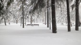 Snowy Trees and Snowy Road