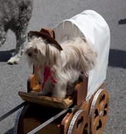 Cute, beautiful and colorful dog in costume, in the wagon with wheels