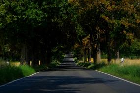 empty asphalt Road beneath wide Trees